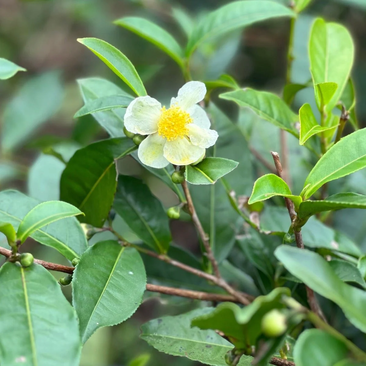 Ceylon Black Tea - Image 3