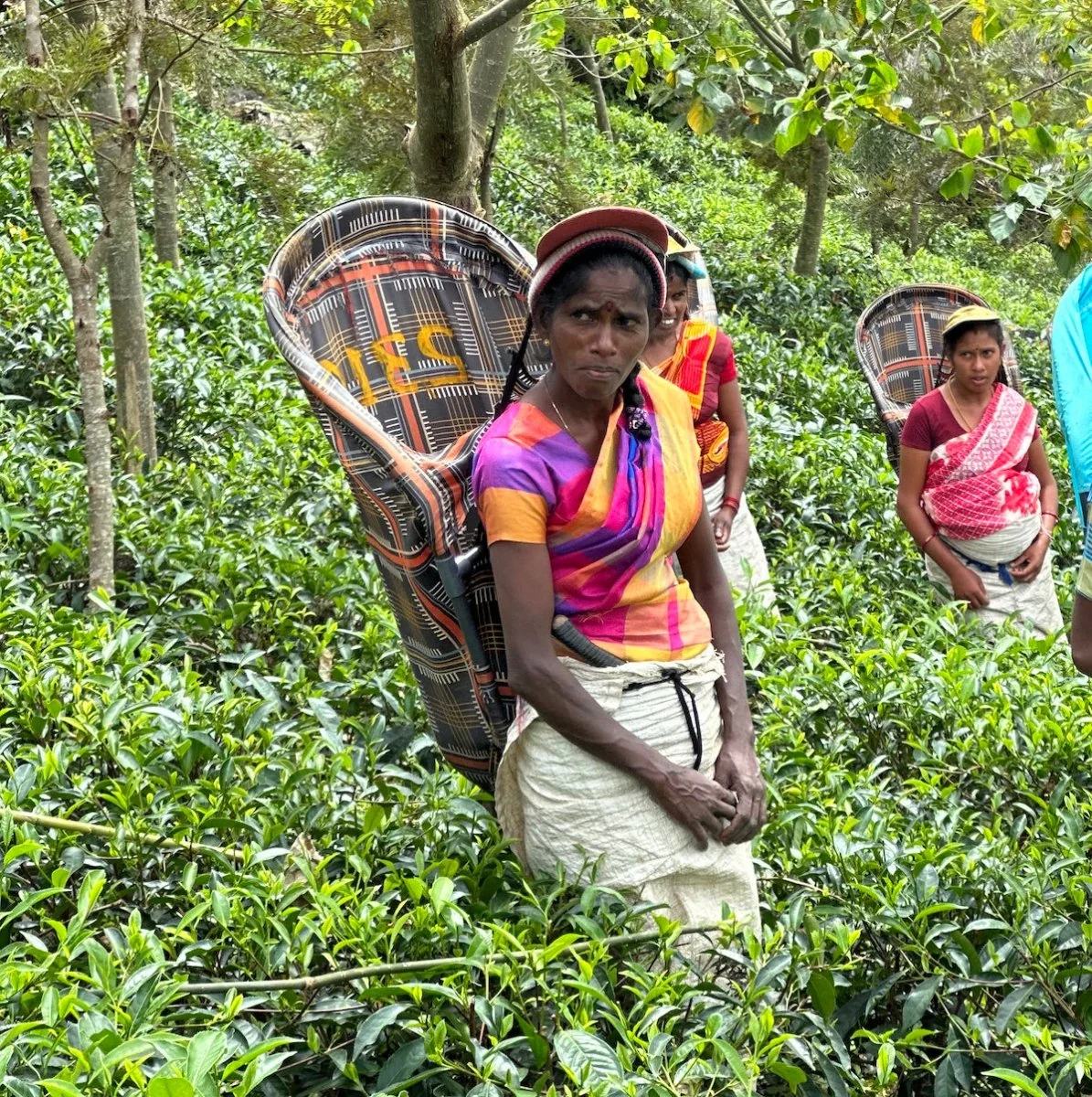 Ceylon Black Tea - Image 5