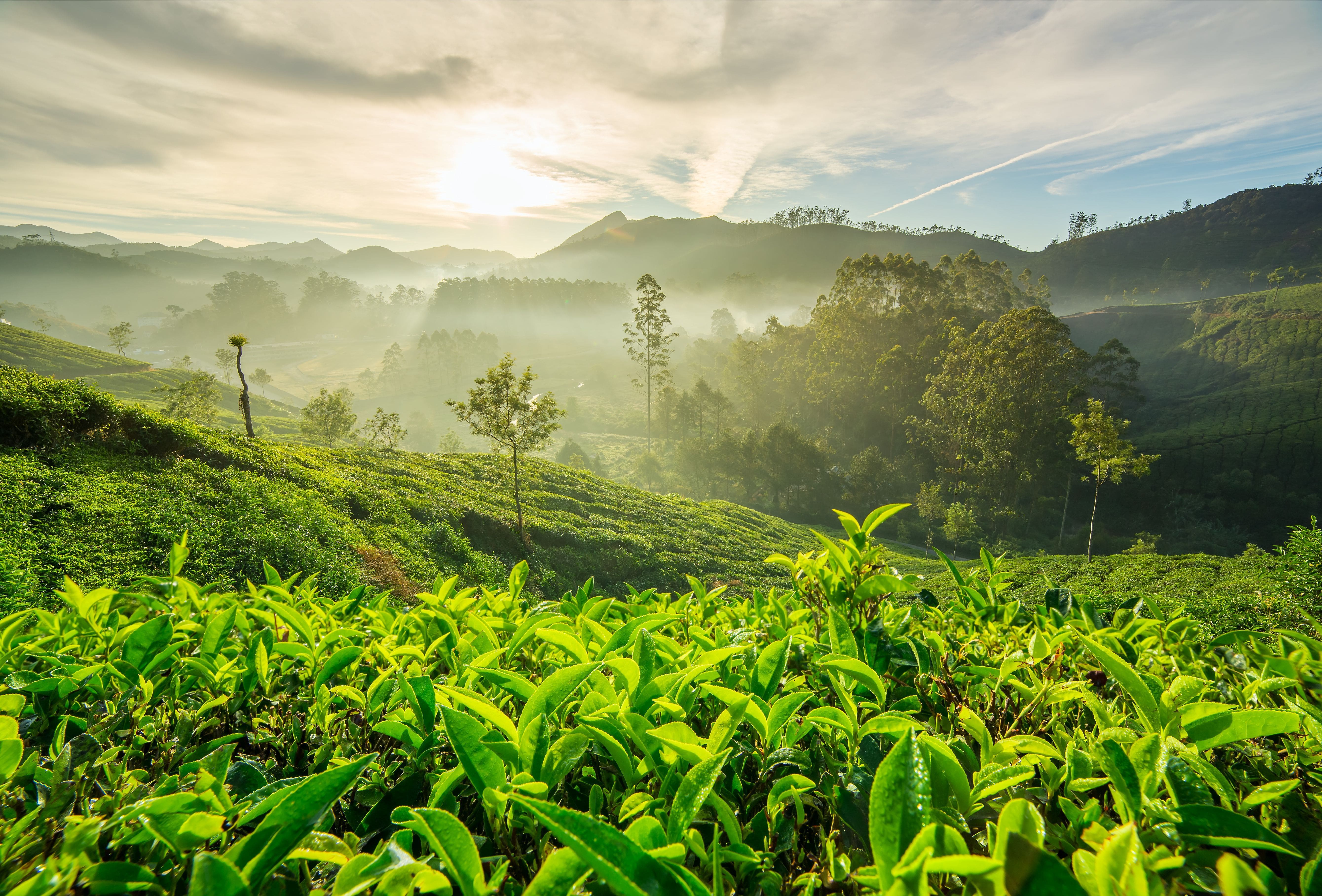 Renewal: Peach-Goji-Rose Oolong Tea Traveler - Image 4