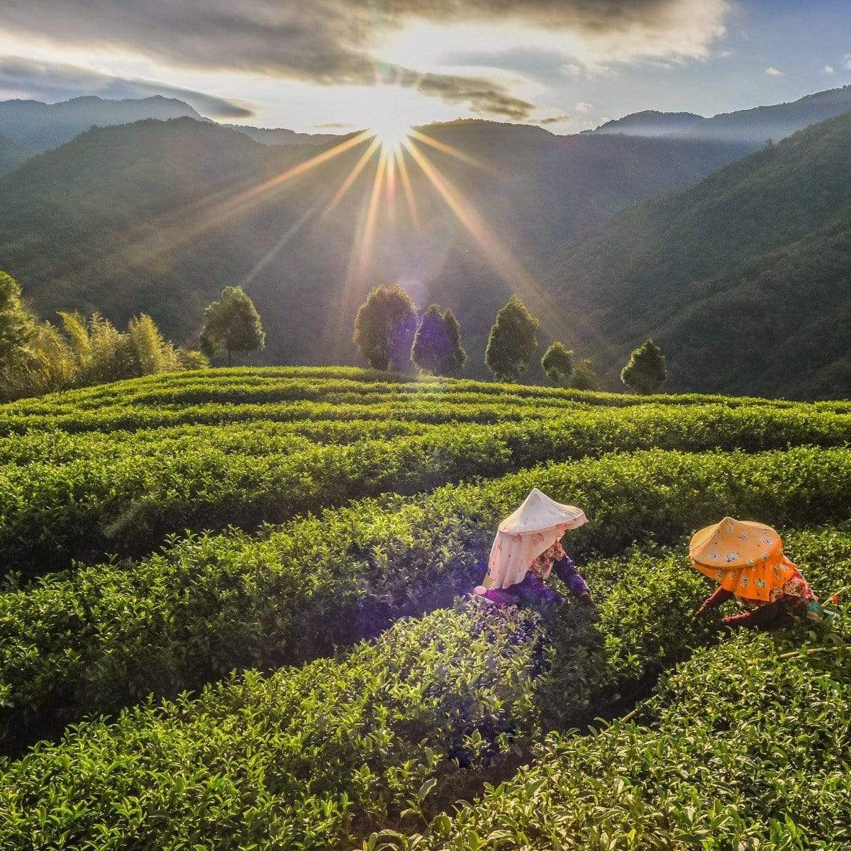 Ti Quan Yin Oolong: Tea of Patient Compassion - Image 8